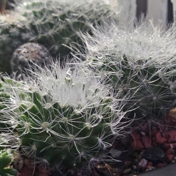 Mammillaria scheinvariana